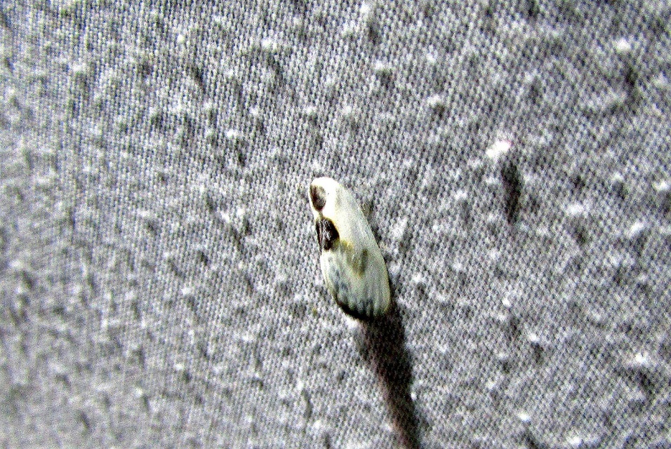 Cilix glaucata - törpe sarlósszövő
