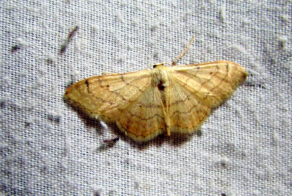 Idaea aversata - nagy sávosaraszoló