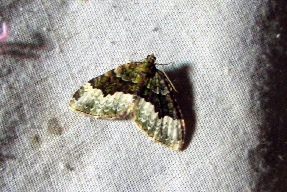Euphyia biangulata - szegletes tarkaaraszoló