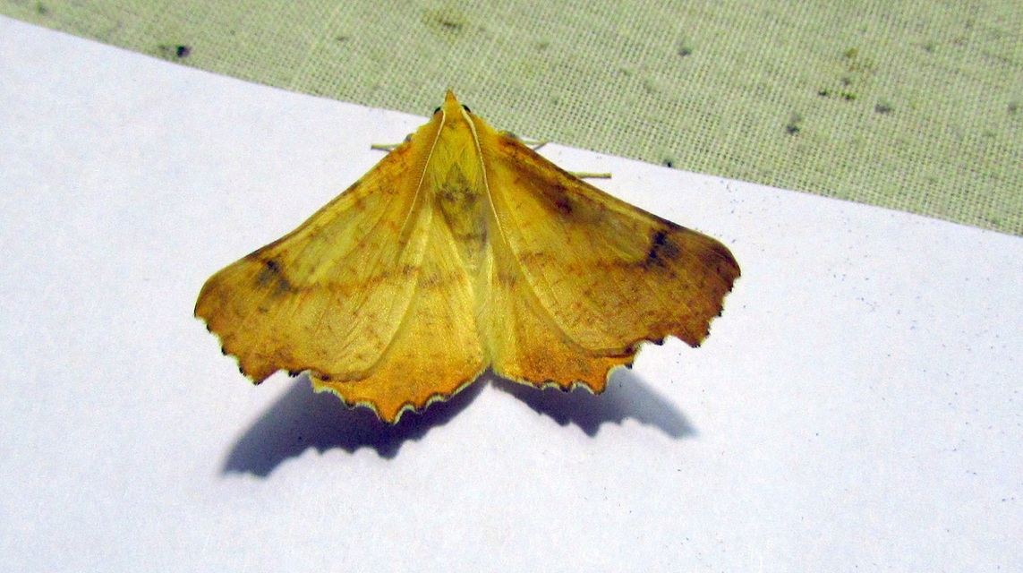 Ennomos autumnaria - őszi levélaraszoló