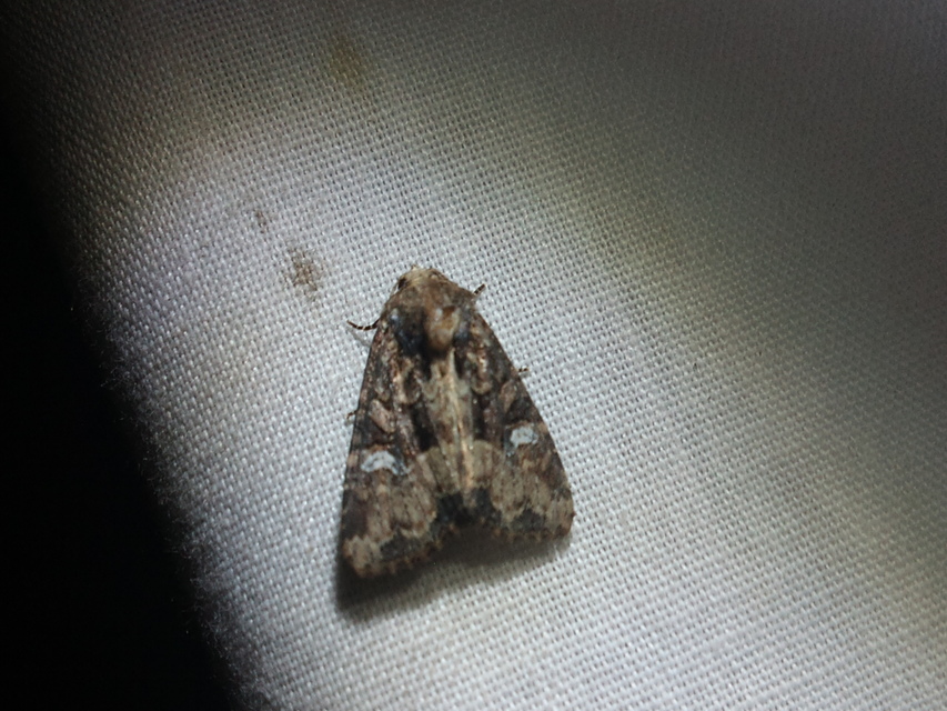 Mesapamea secalella/secalis