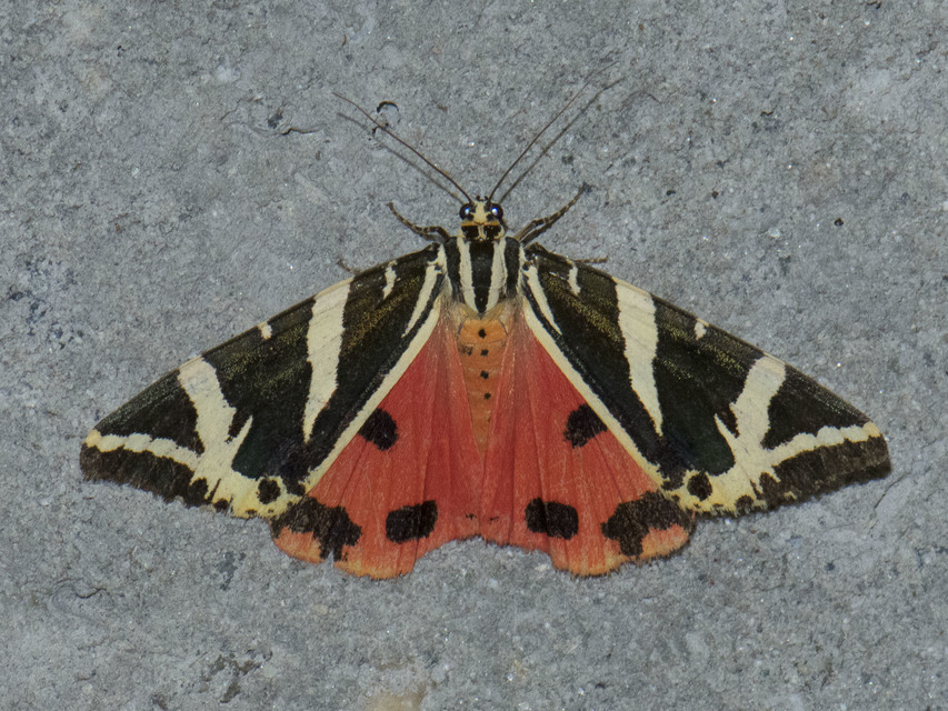 Euplagia quadripunctaria - csíkos medvelepke