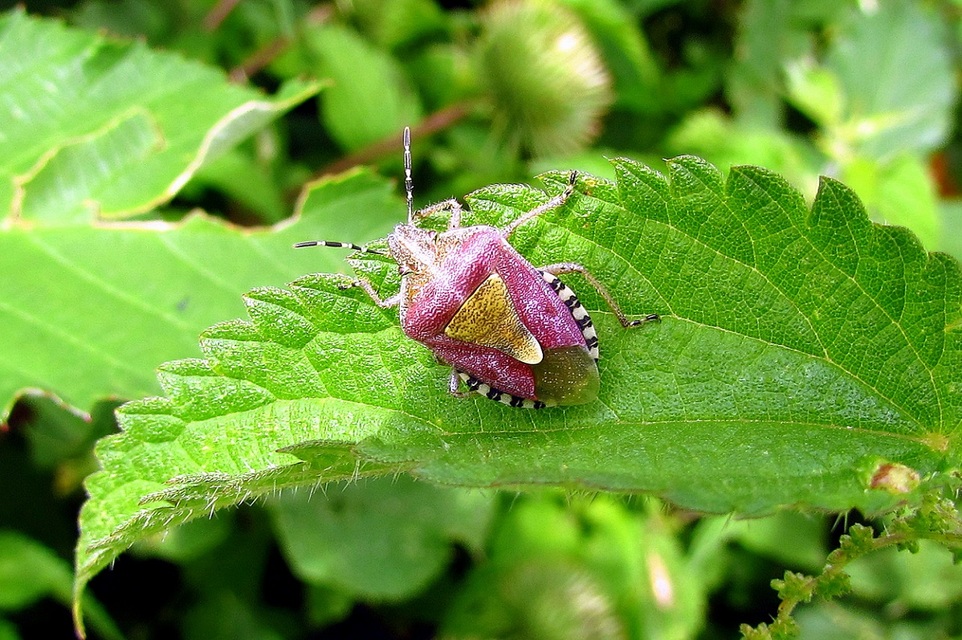 Dolycoris baccarum - közönséges bogyómászó-poloska Dolycoris baccarum - közönséges bogyómászó-poloska