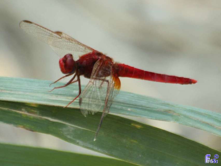 Crocothemis erythraea - skarlát szitakötő