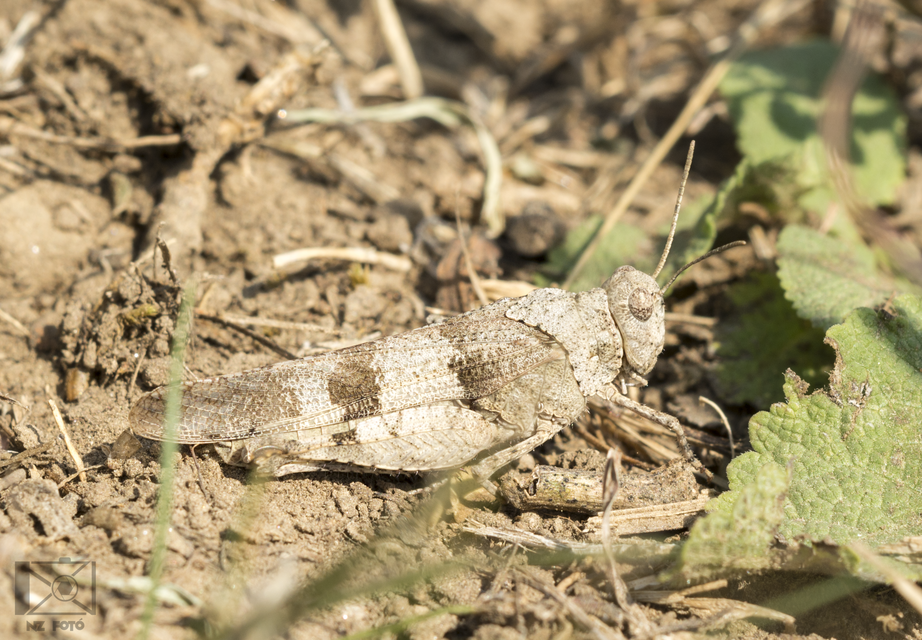 Oedipoda caerulescens - kékszárnyú sáska