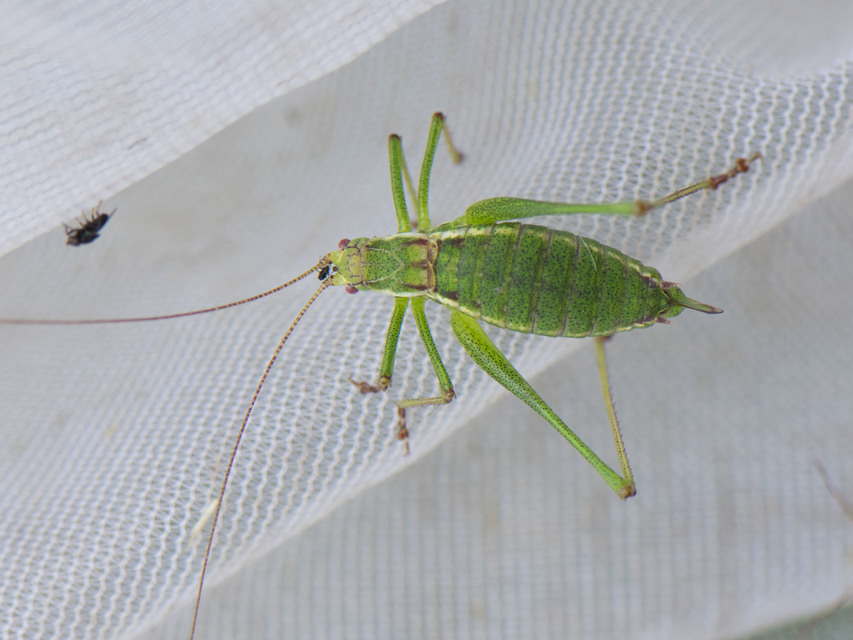 Leptophyes albovittata - közönséges virágszöcske
