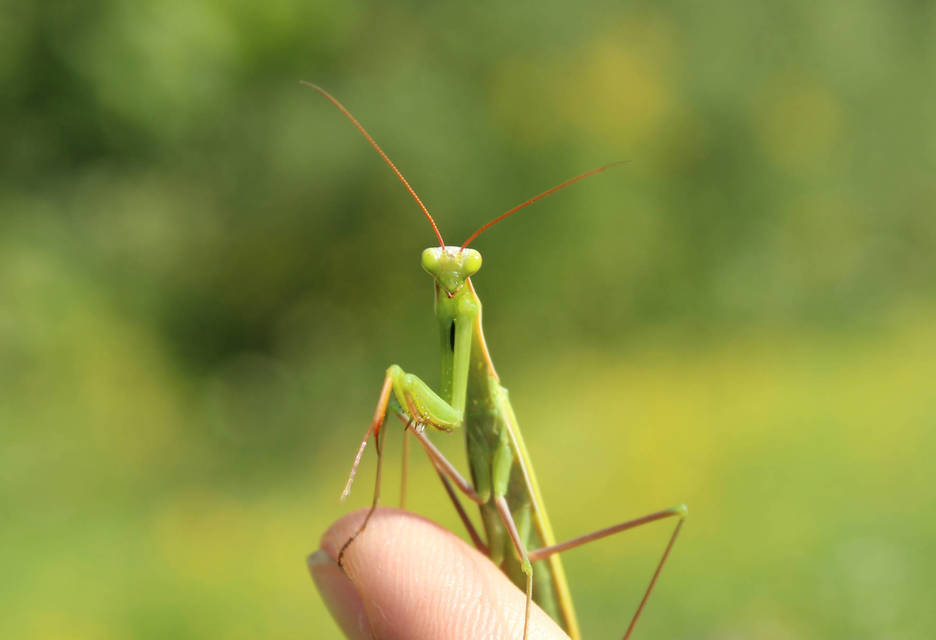 Mantis religiosa - imádkozósáska