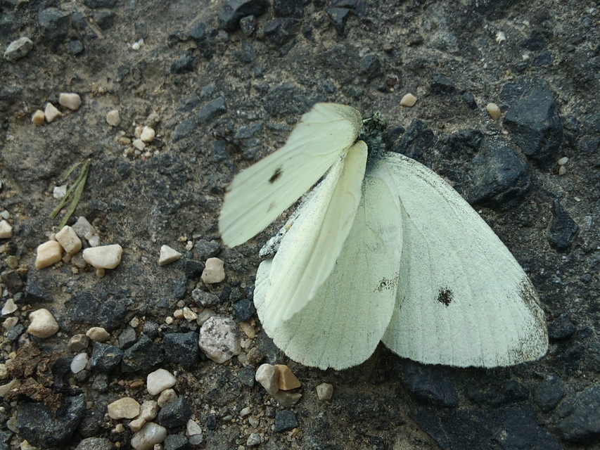 Pieris rapae - répalepke