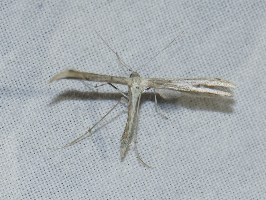 Pterophoridae - tollasmolyfélék