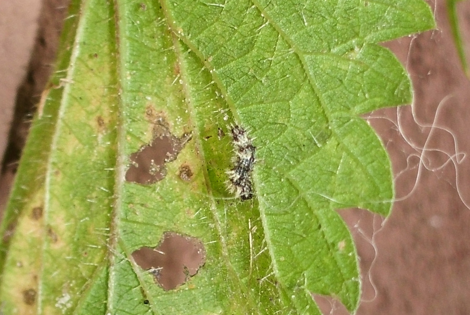 Nymphalis c-album - C-betűs lepke