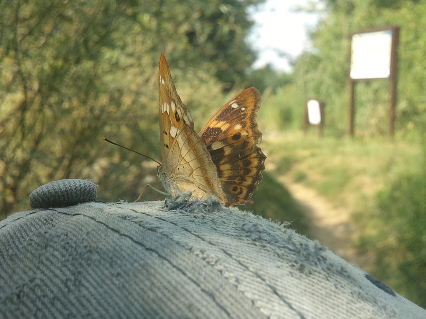 Apatura ilia - kis színjátszólepke