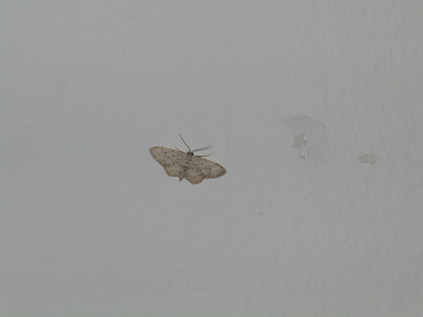 Idaea seriata - szürke apróaraszoló