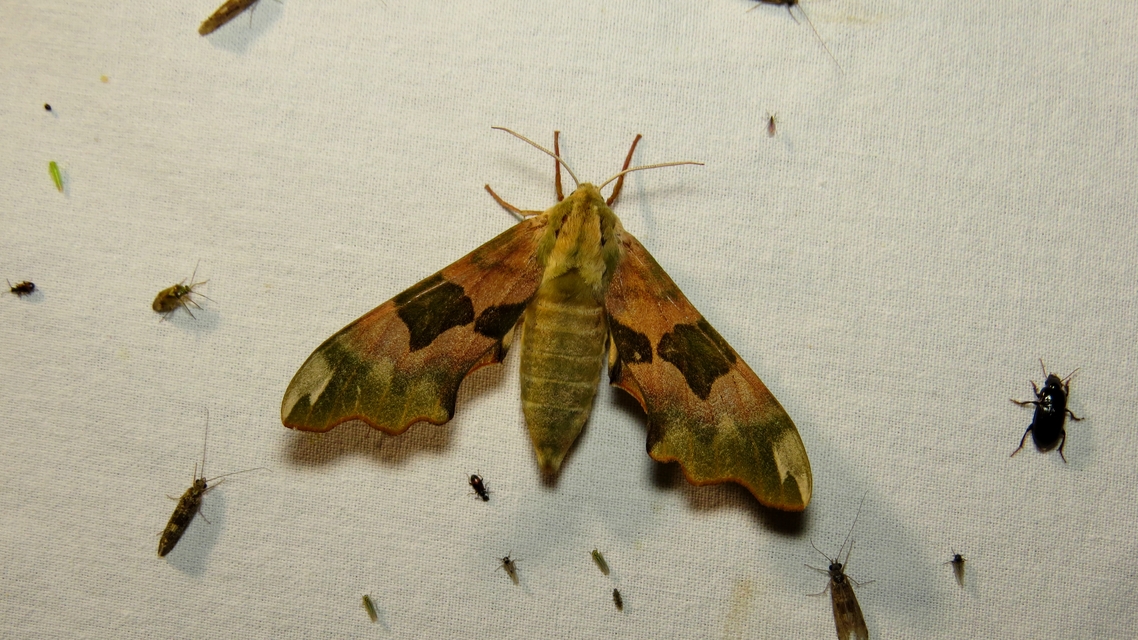 Mimas tiliae - hársfaszender