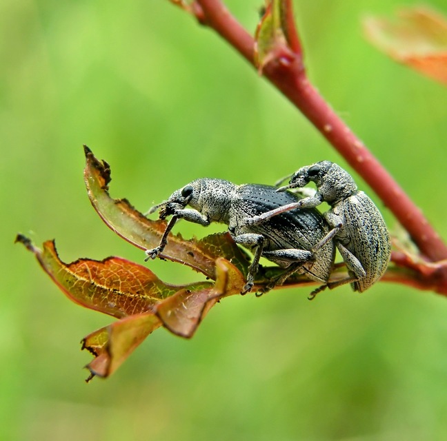 Sciaphobus squalidus - nagy szálkásbarkó