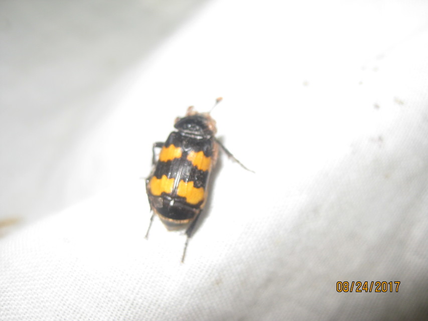 Nicrophorus interruptus - sárgaszőrű temetőbogár