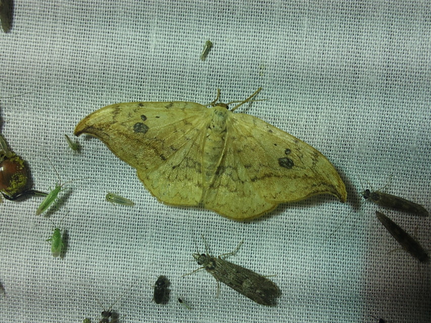 Drepana falcataria - nyárfa-sarlósszövő