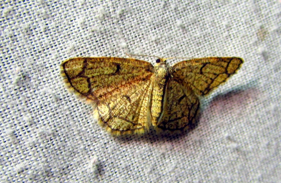 Stegania cararia - gyűrűs nyáraraszoló