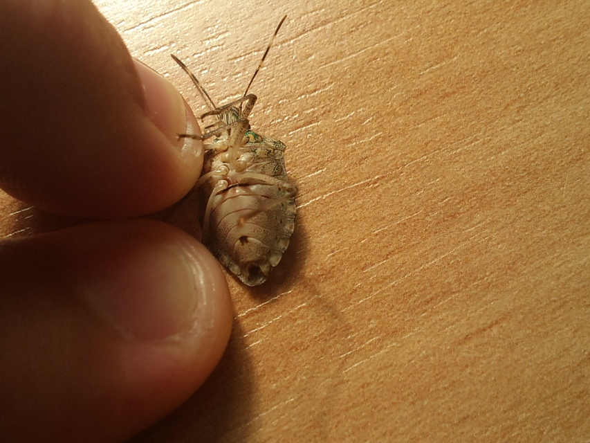 halyomorpha halys - Halyomorpha halys