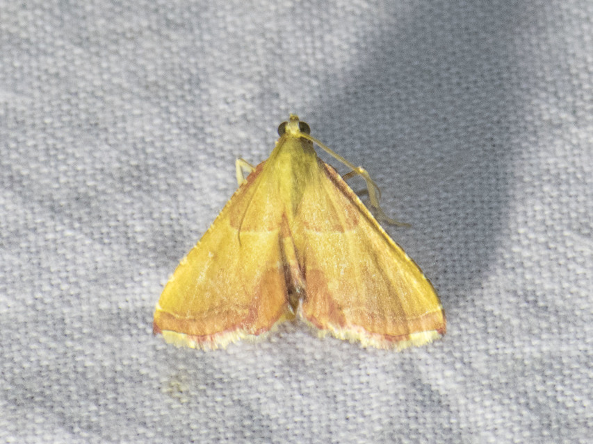 Endotricha flammealis - tüzesszárnyú fényilonca