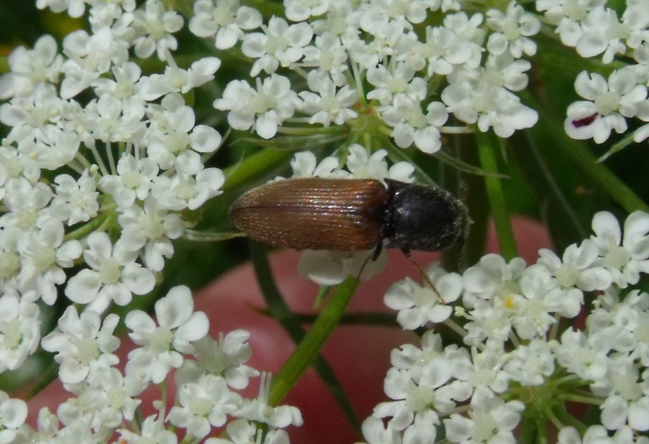 Agriotes ustulatus - mezei pattanó