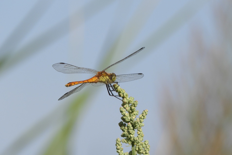 Sympetrum depressiusculum - ékfoltos katona-szitakötő