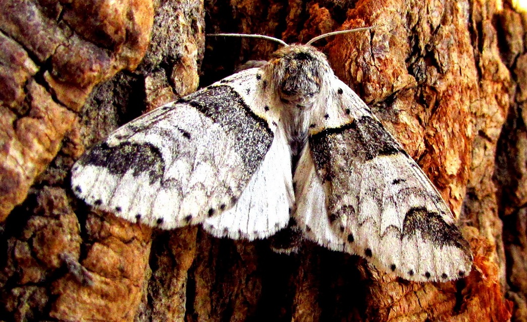 Furcula bifida - kis púposszövő