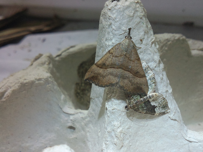 Hypena proboscidalis - ormányos karcsúbagoly