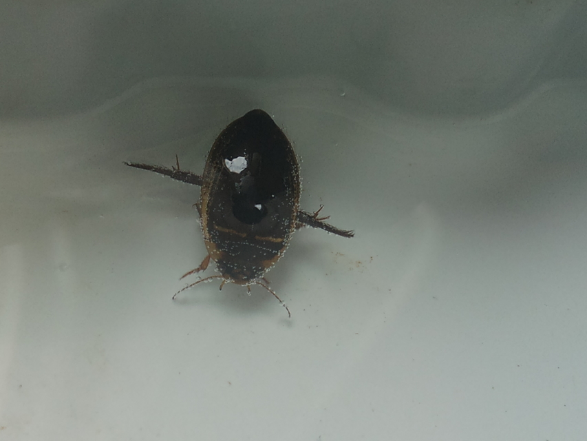 Hydaticus transversalis - harántsávos mocsáricsíkbogár