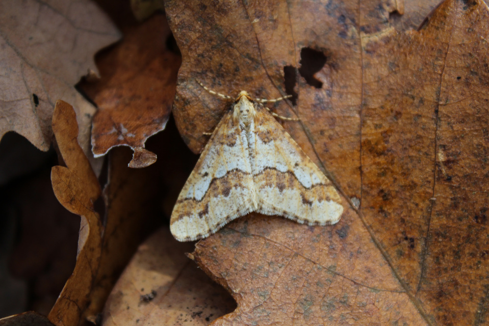 Erannis defoliaria - nagy téliaraszoló