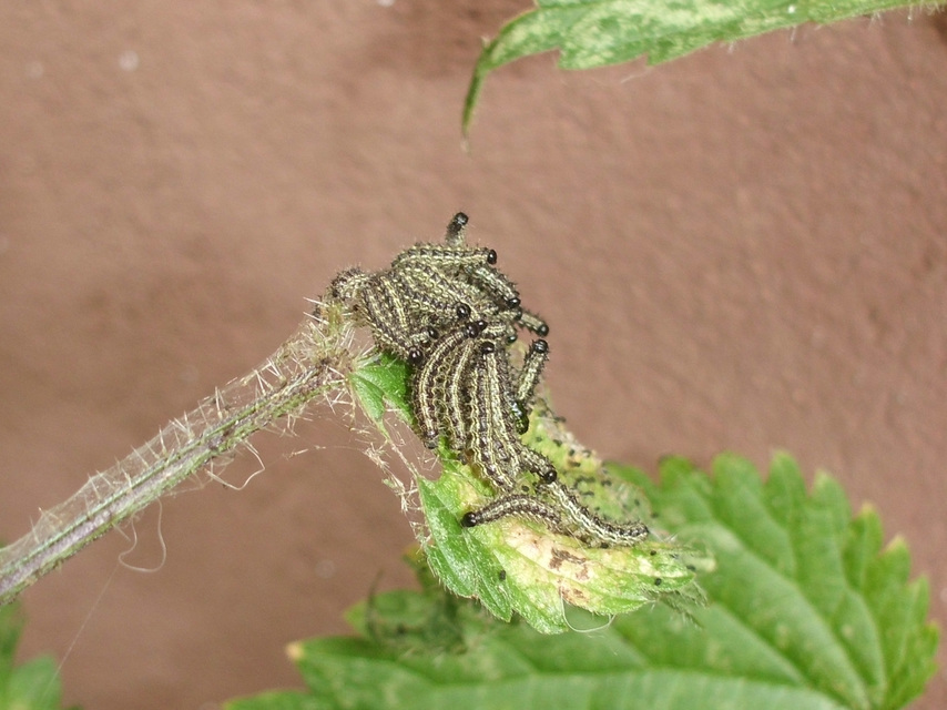 Nymphalis urticae - kis rókalepke
