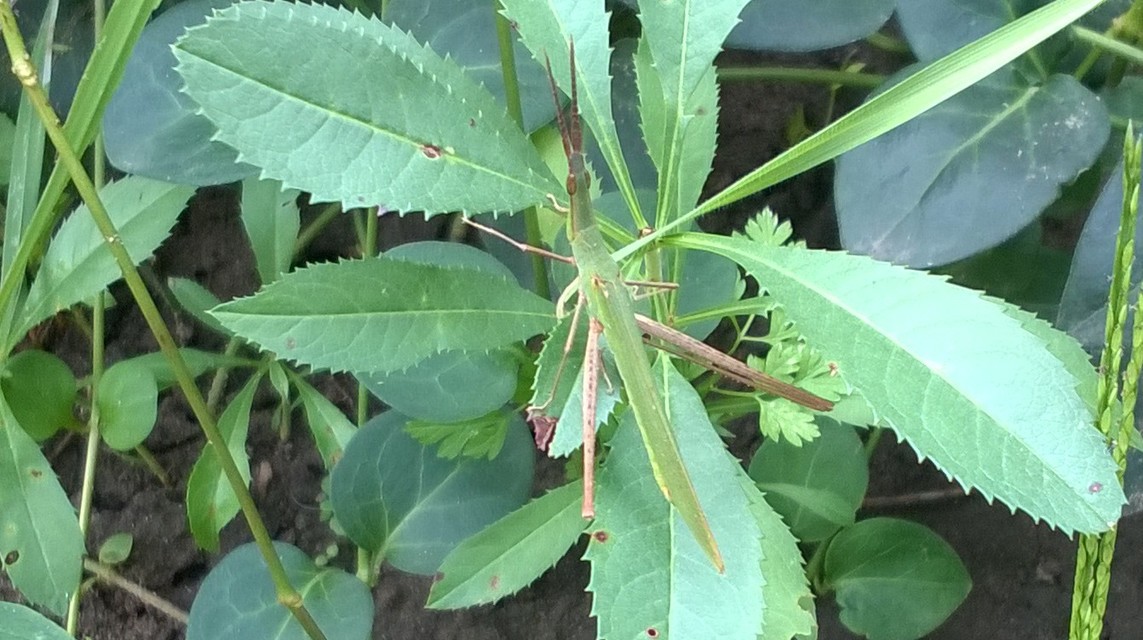 Acrida ungarica - sisakos sáska Acrida ungarica - sisakos sáska