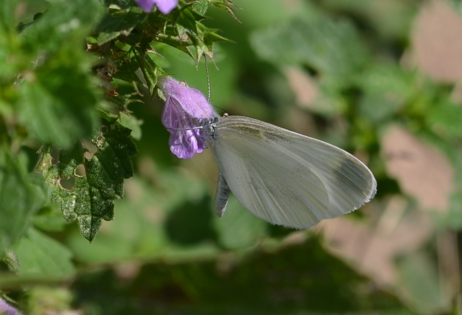 Leptidea sinapis - mustárlepke