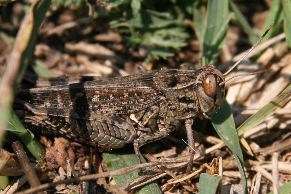 Calliptamus italicus - olaszsáska