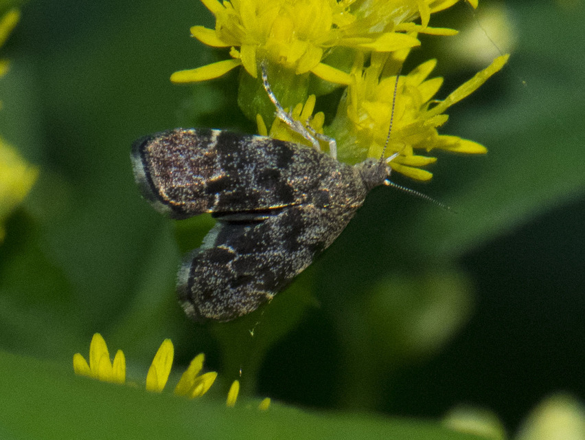 Anthophila fabriciana - lápréti levélmoly
