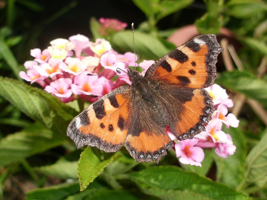 Nymphalis urticae - kis rókalepke