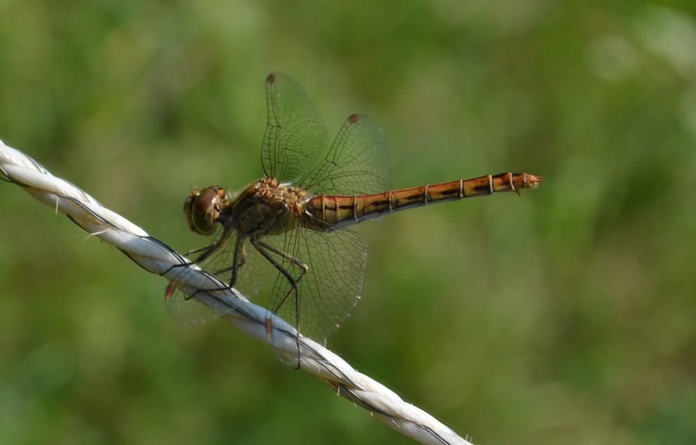 Sympetrum vulgatum - barkós katona-szitakötő