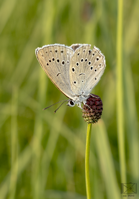 Phengaris teleius - vérfű-hangyaboglárka