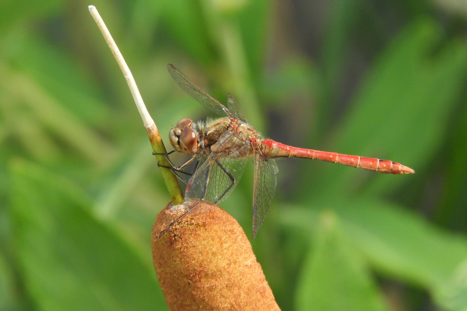 Sympetrum vulgatum - barkós katona-szitakötő