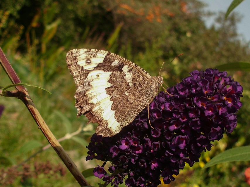 Brintesia circe - fehéröves szemeslepke