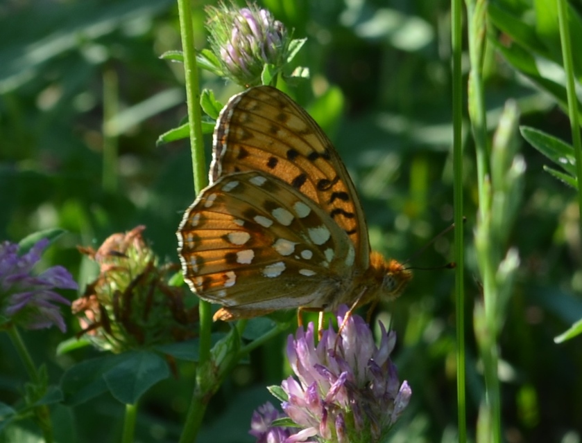 Argynnis aglaja - kerekfoltú gyöngyházlepke