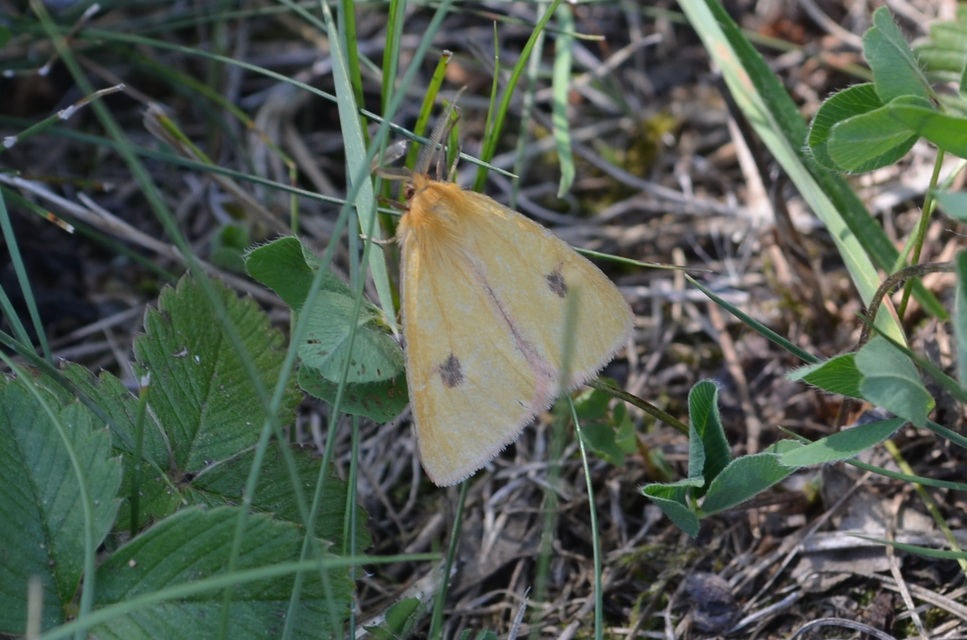 Diacrisia sannio - vörösszélű medvelepke