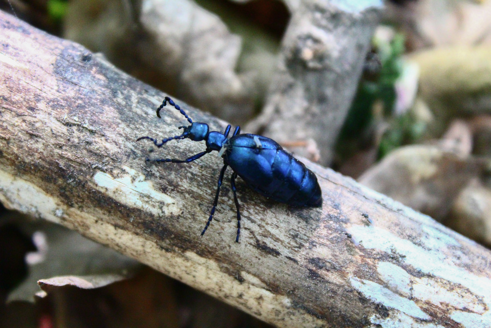 Meloe violaceus - kék nünüke
