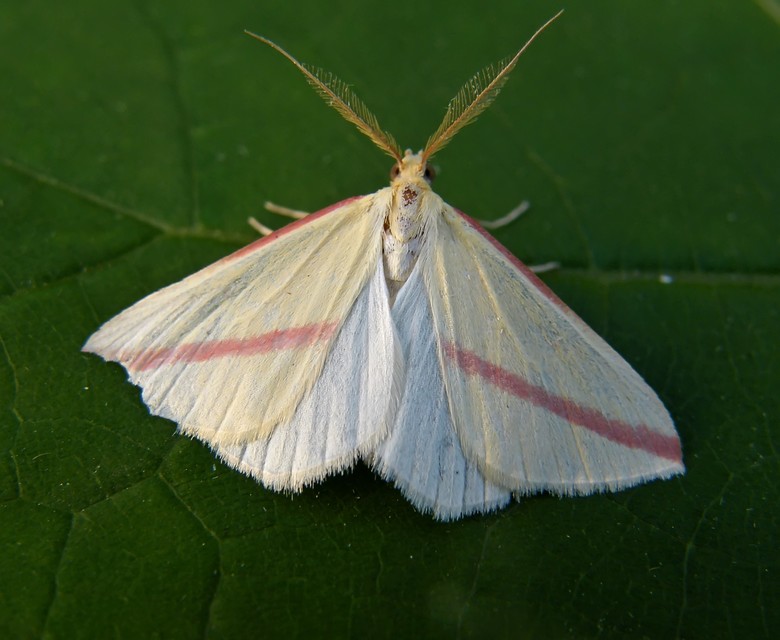 Rhodometra sacraria - rózsacsíkos araszoló