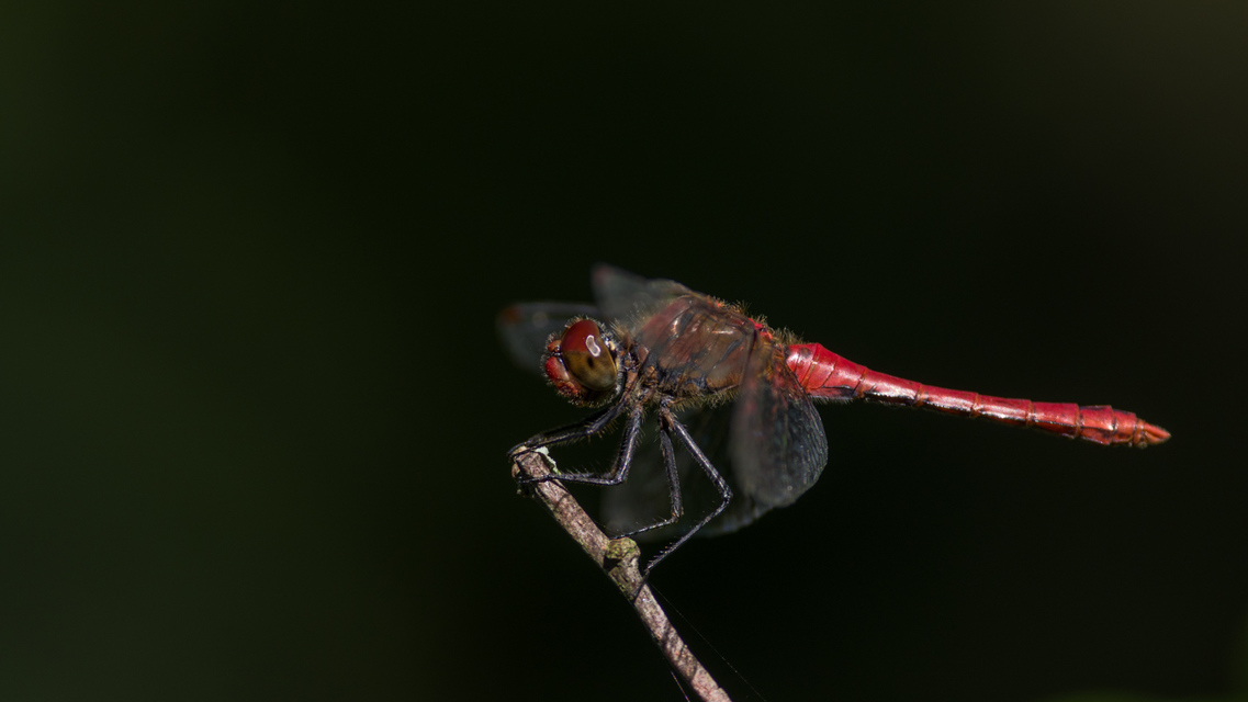 Sympetrum sanguineum - vörös katona-szitakötő