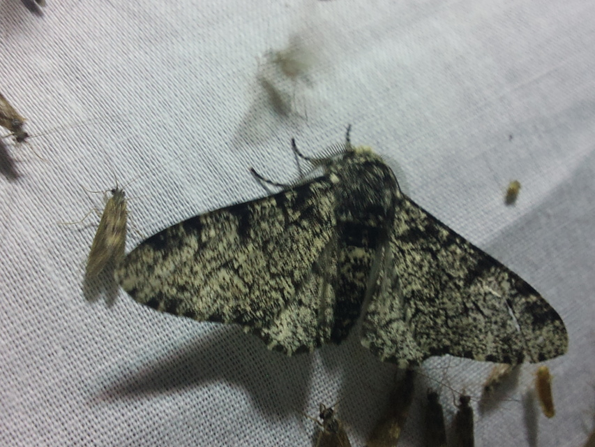 Biston betularia - szürkepettyes araszoló
