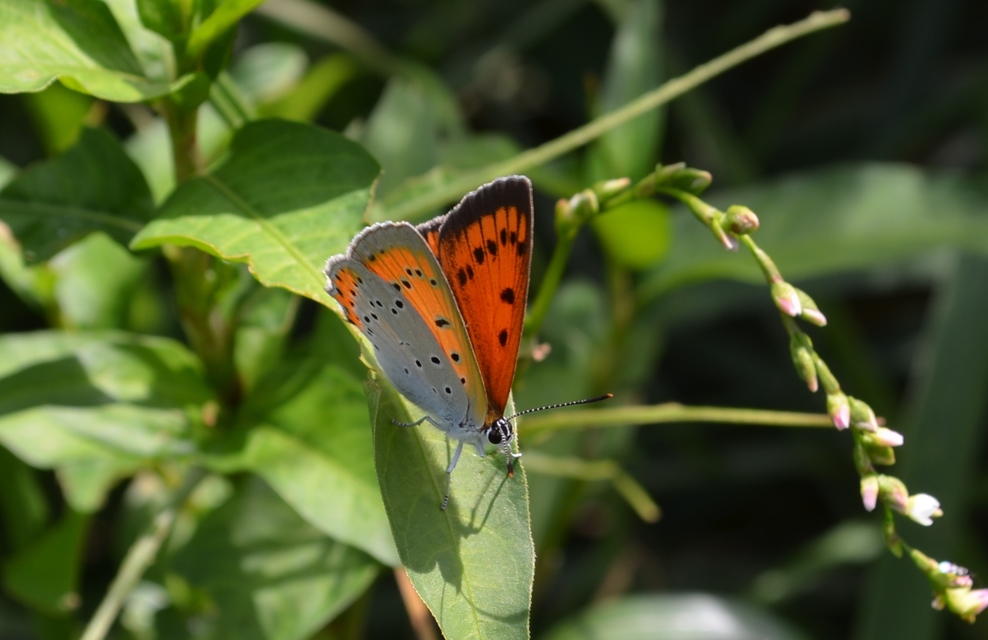 Lycaena dispar rutilus - nagy tűzlepke