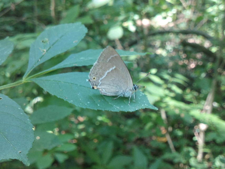 Neozephyrus quercus - tölgyfalepke