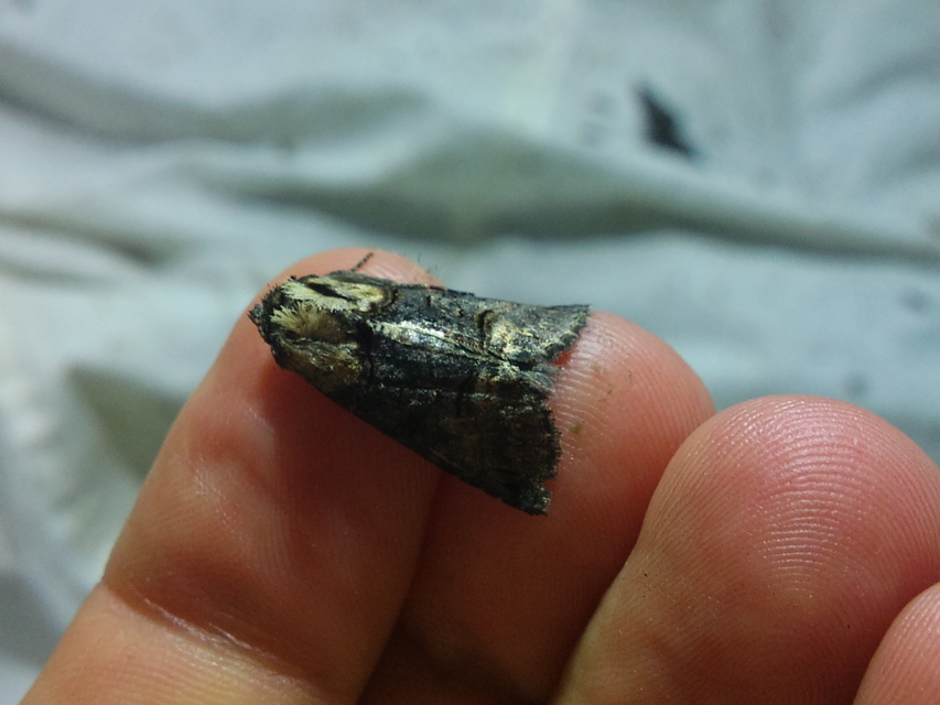 Abrostola agnorista - sziklalakó csalánbagoly