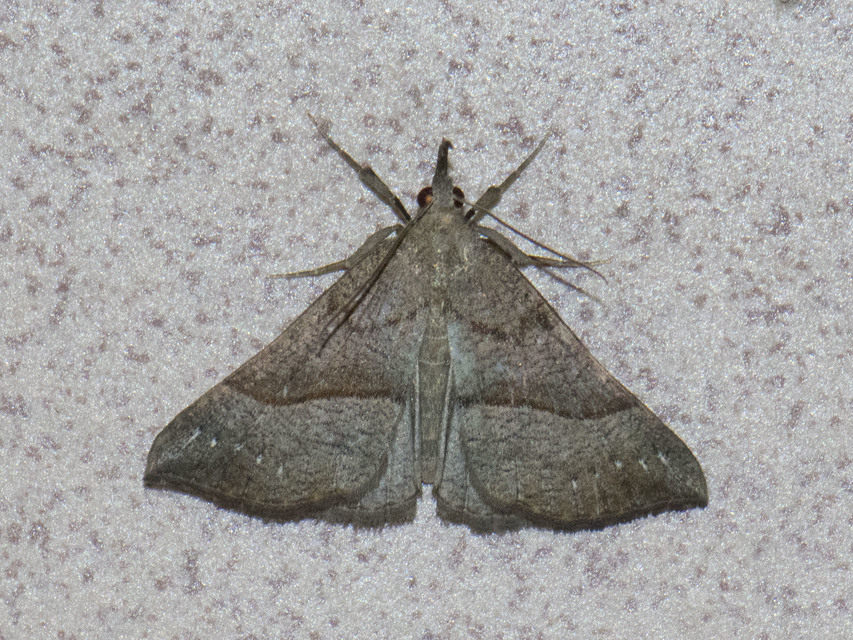 Hypena proboscidalis - ormányos karcsúbagoly
