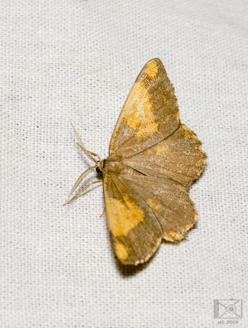 Angerona prunaria - sárga kökényaraszoló